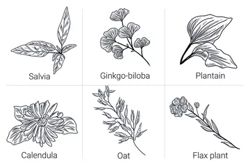 Fotobehang Herbs collection. Set of hand drawn plant illustrations, salvia plant, ginkgo-biloba, plantain leaves, calendula flower, oat, flax plant © lshvsk