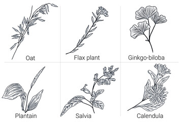 Calendula, flax plant, oat, ginkgo biloba branch, plantain and salvia hand drawn illustrations, vector herbs © yuliia lashevska