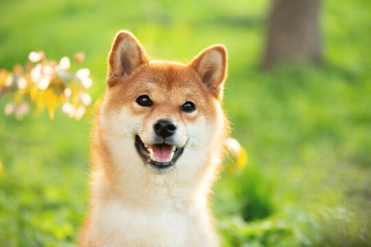 Beautiful, funny and happy red shiba inu dog sitting in the green grass in summer. Cute japanese dog posing at sunset.