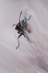 insect on dandelion