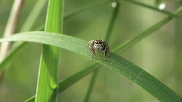 Macro of little jumping spider (Evarcha arcuata) siting on grassin wild nature.
