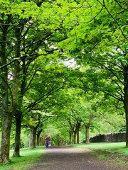 Naklejka premium walk in the park