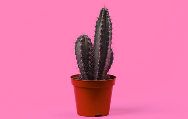 Cactus in pot on a pink studio background. Minimalism