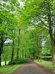 Fototapeta premium path in the park