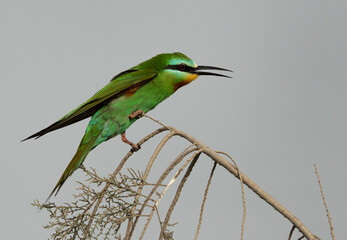Blue-cheeked bee-eater perched on tree at Asker marsh, Bahrain