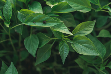 World environment day reforesting, Hands of young man helping were planting the seedlings and tree growing into soil while working in the garden as save the world, earth day and ecology concept.