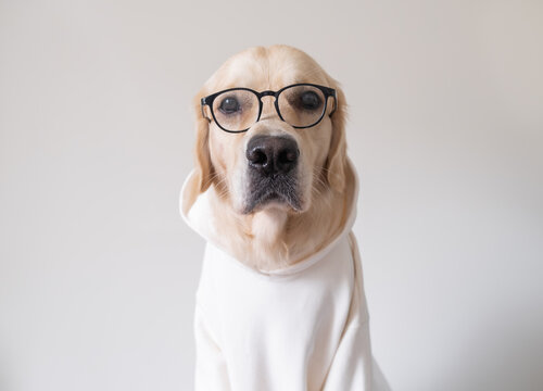 The dog in glasses and a white shirt sits on a white background. Golden Retriever dressed as a programmer or teacher.