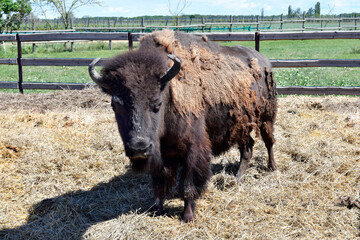 Austria, Bison breeding