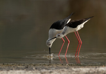 Black-winged Stilts courtship display at Asker Marsh, Bahrain