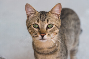 Homeless abandoned cats on the street.