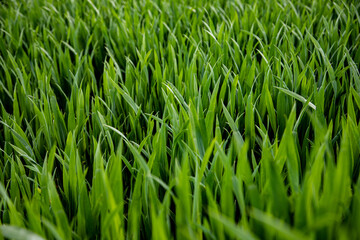 Green grass