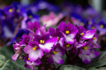 Naklejka na ściany i meble decorative lilac and purple flowers and green leaves on a blurred background
