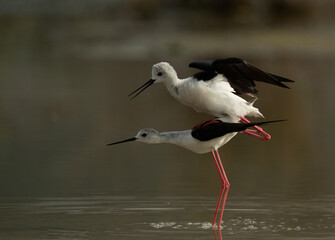 Black-winged Stilts mating at Asker Marsh, Bahrain