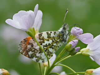 Aurorafalter (Anthocharis cardamines)