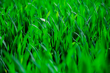 Green grass 3