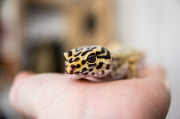 Fototapeta premium Leopard gecko (eublepharis macularius) held in hand looking into camera