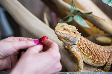 Feeding of male Bearded dragon (pogona) by fruit and vegetables