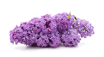 Obraz premium Bouquet of purple lilacs with leaves.