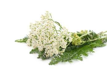 Beautiful yarrow flowers. © ANASTASIIA