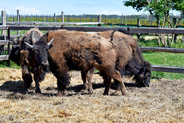 Austria, Bison breeding