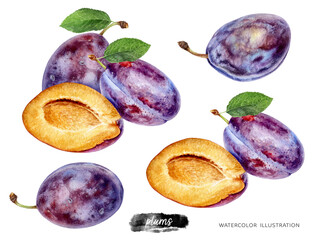 Plums set watercolor illustration isolated on white background