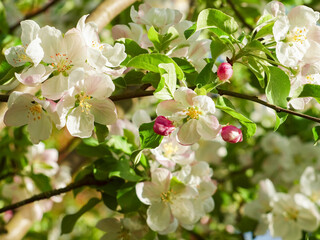 Blooming apple tree in the spring garden
