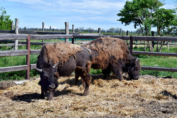 Austria, Bison breeding