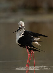 Black-winged Stilts courtship display at Asker Marsh, Bahrain