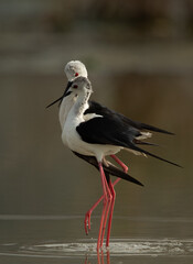 Obraz premium Black-winged Stilts courtship display at Asker Marsh, Bahrain