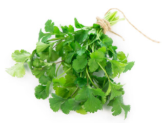 Coriander fresh greens cilantroisolated on the white