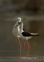 Black-winged Stilts courtship display at Asker Marsh, Bahrain