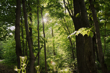 Fantastic dance of light in the the forest shadows reflecting of the leafs