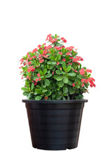 Red Euphorbia milli or Crown of Thorns flower bloom in black plastic pot isolated on white background included clipping path.