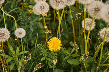 spring weather and the spring flowers, dandelions in full effect