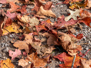 autumn leaves background