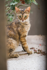 Homeless abandoned cats on the street.
