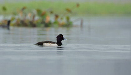 tufted duck bird in a lake