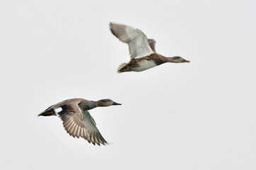 gadwall duck bird male female in sky