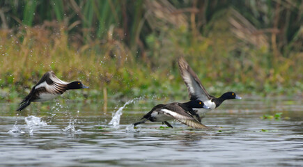 tufted duck bird in a lake