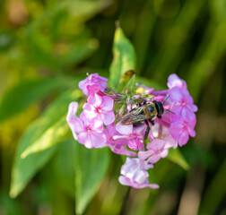 bee on pink flower