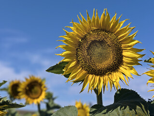 Close-up of a sunflower in the field. Sunflower florets are arranged in a natural spiral having a Fibonacci sequence.