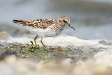 A least sandpiper forages along the shore of Reesor Pond in Markham, Ontario.