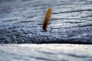 Brown hairy caterpillar on a woddon surface