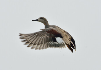 gadwall duck bird in a lake