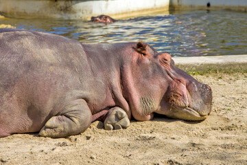 Lying common hippopotamus. Vienna, Austria