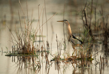 Little Bittern in its habitat at Asker marsh, Bahrain