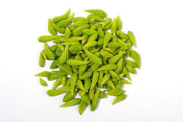 Spruce tips isolated on white background.