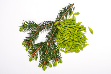 Spruce tips and fir twig isolated on white background.