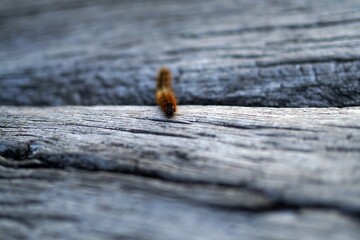 Brown hairy caterpillar on a woddon surface