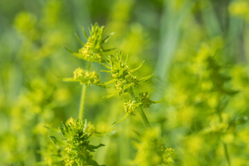 Crosswort flower (Cruciata laevipes). Use in traditional medicine.